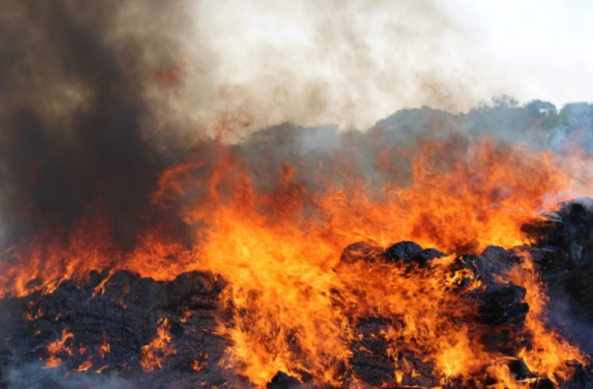 Destruyen cerca de cinco toneladas de mariguana incautadas en operativos de seguridad