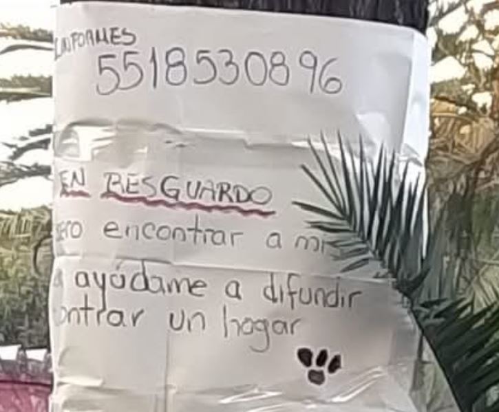 perrita2