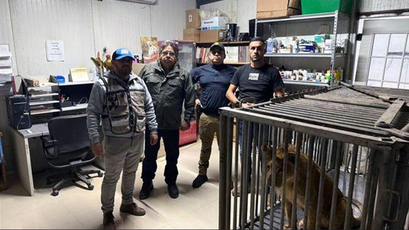 Profepa rescata león africano en Tijuana; se encuentra bajo cuidado veterinario