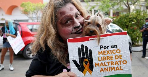Abrir paso a una nueva Ley General en materia de protección y cuidado animal: Berenice Porquillo
