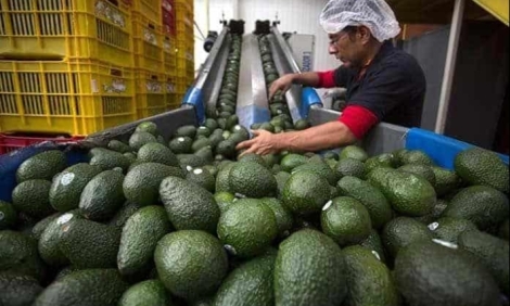 Retoman inspecciones de aguacates y mangos en Michoacán 