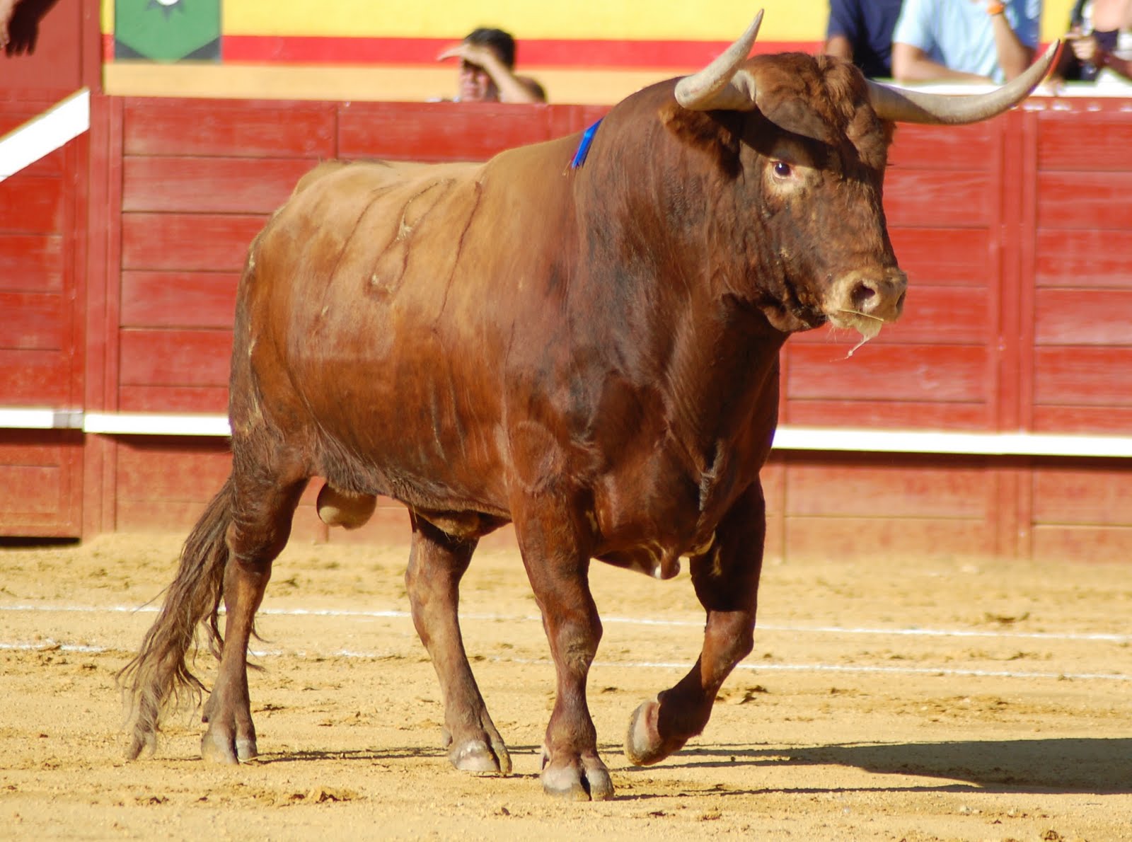 Aprueba Congreso de Colombia prohibir las corridas de toros