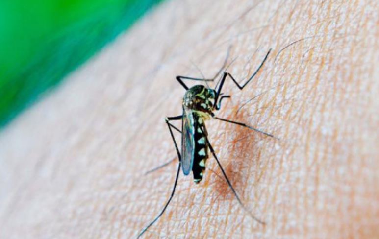 Dengue en Puebla: 10 hospitalizados en 24 horas y 4,289 casos acumulados