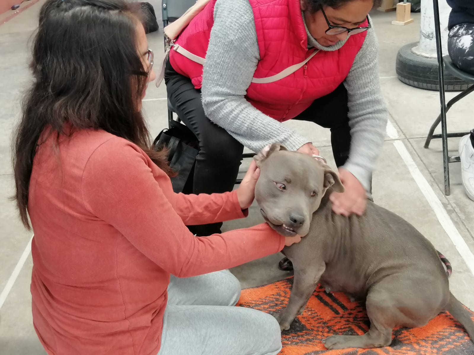 segunda jornada esterilización perros gatos cuautlancingo 2