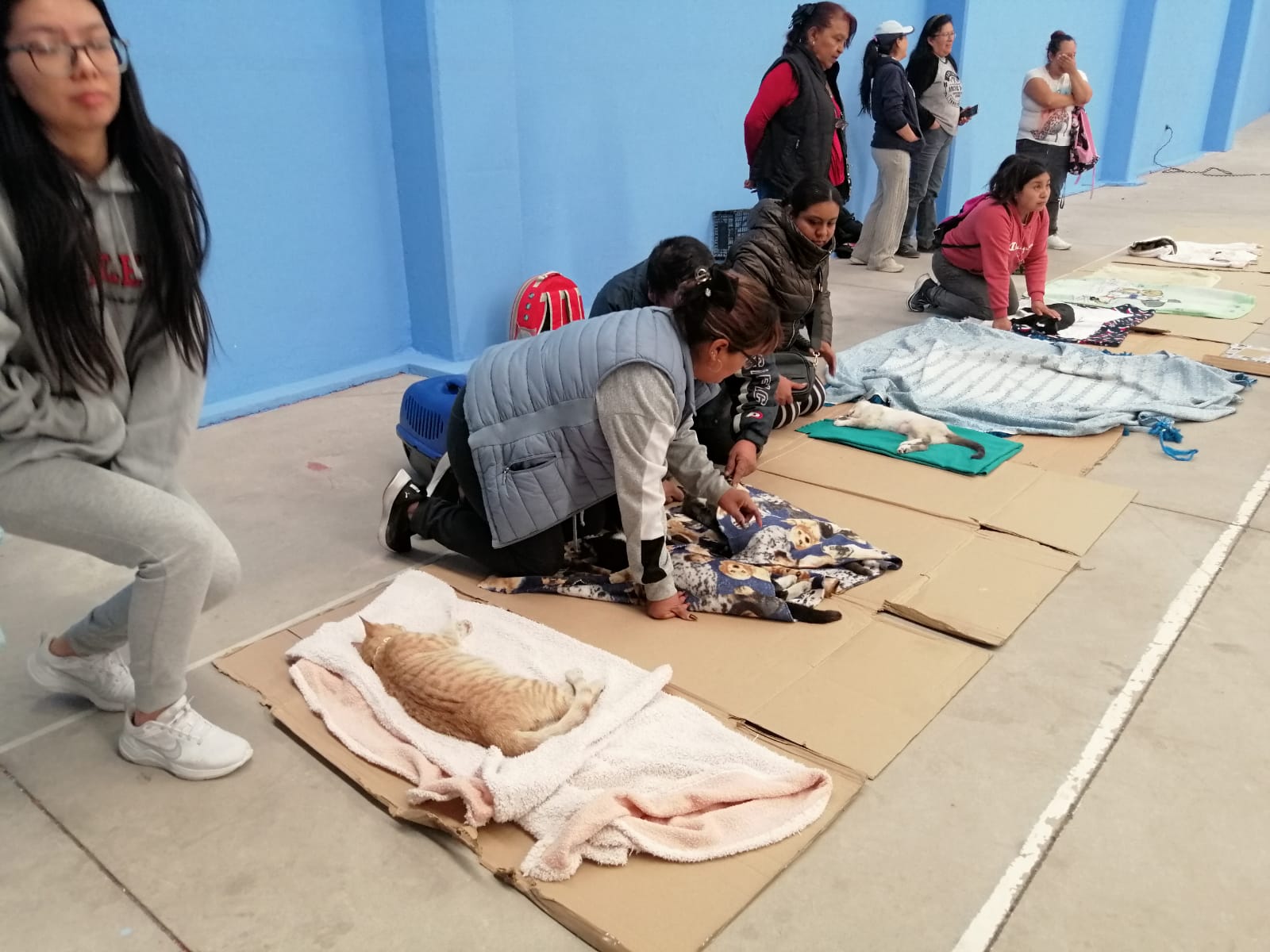 segunda jornada esterilización perros gatos cuautlancingo 4