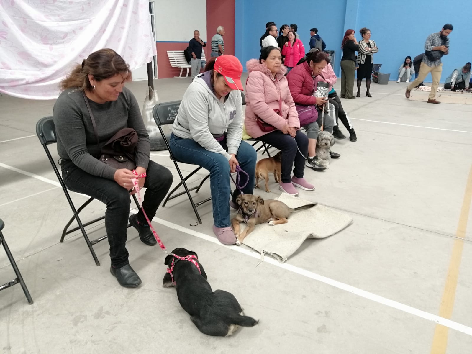 segunda jornada esterilización perros gatos cuautlancingo 6