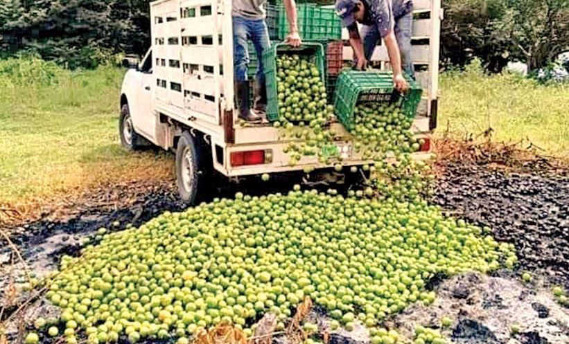 ¡Crisis del Limón! Productores de Veracruz enfrentan precios bajos y problemas con coyotes