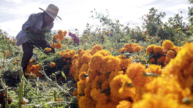 Atlixco espera más de 80 millones en ventas por flores para Día de Muertos