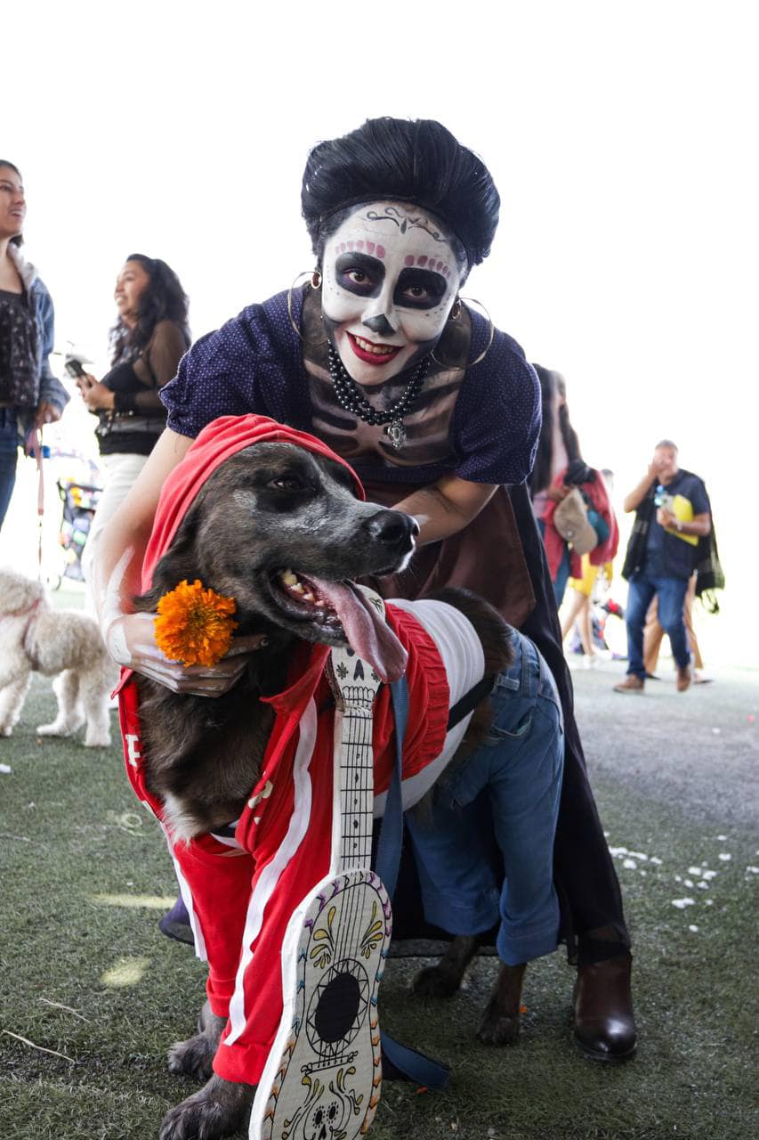 concurso de disfraces caninos sach 1