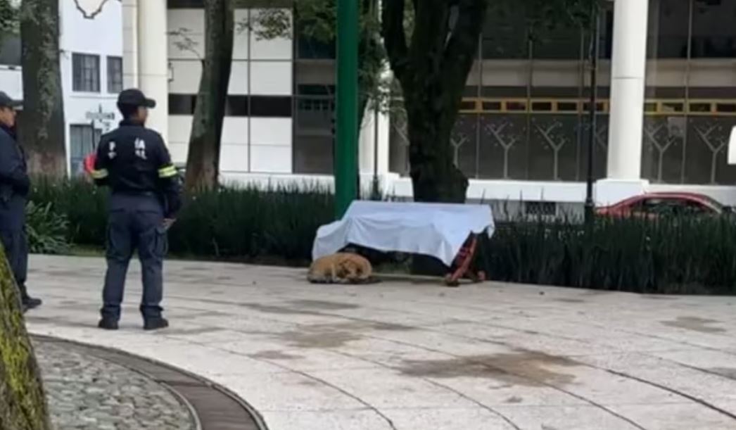 Hombre en situación de calle fallece en Toluca, su perrita lo acompaña