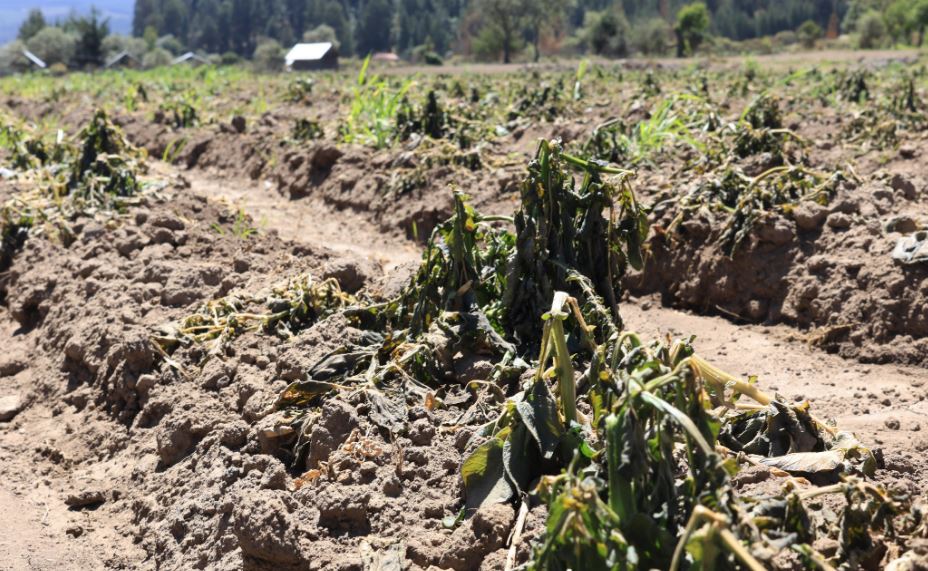 Puebla enfrenta afectaciones por heladas: Apoyo a productores agropecuarios