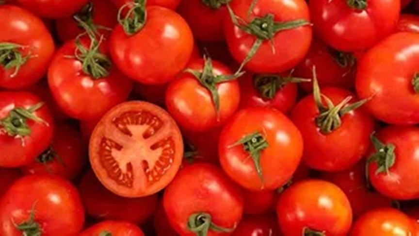 México buscará revertir sanción de EE.UU. al jitomate con diálogo y firmeza