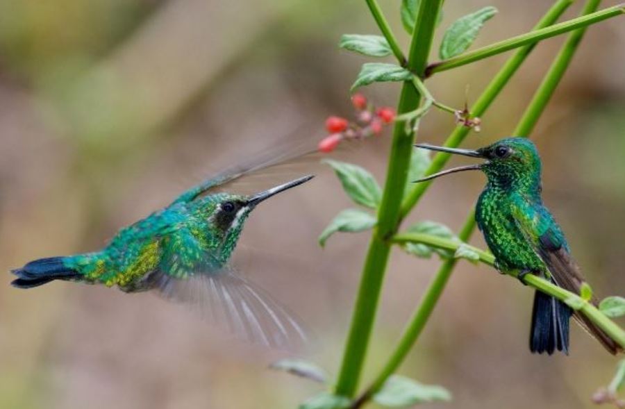 El colibrí: símbolo de buena suerte y guía espiritual