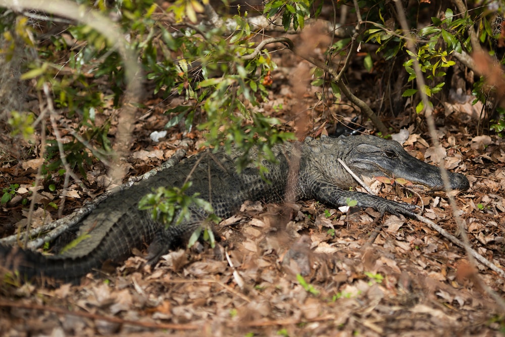 caiman2