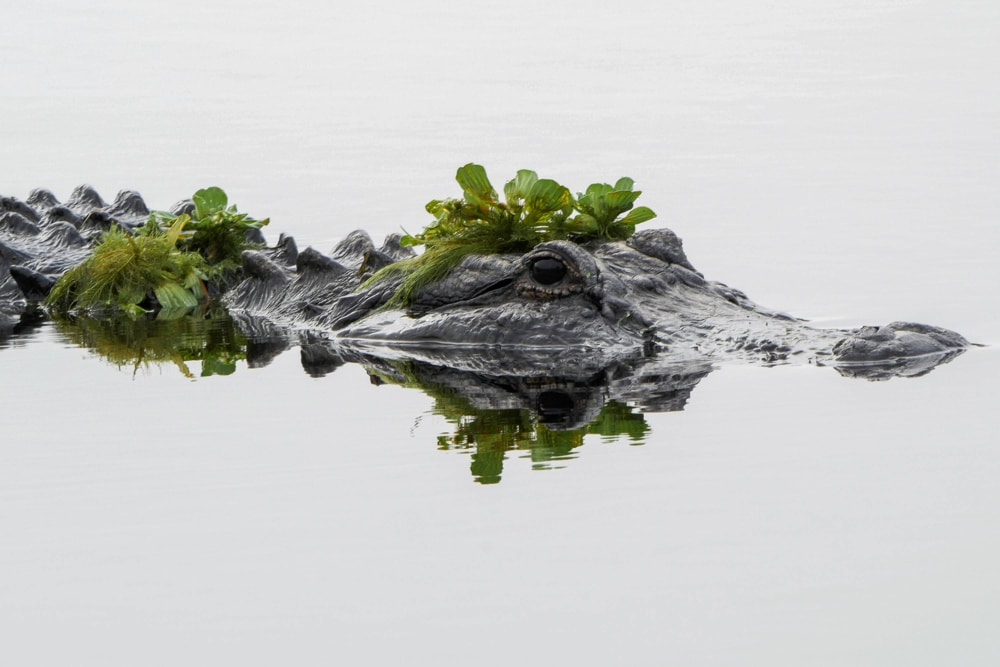 caiman3