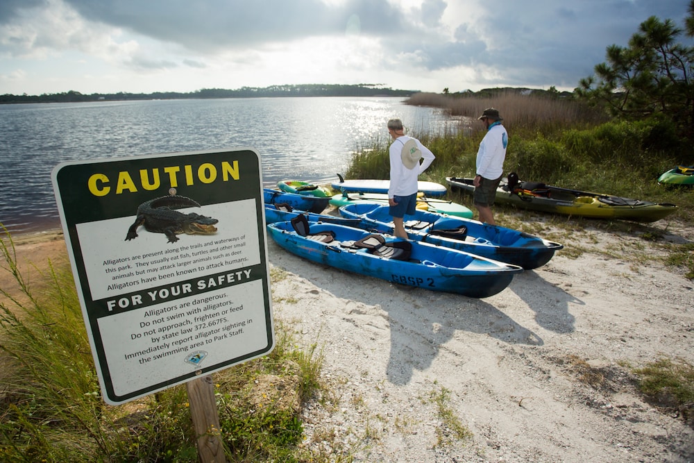 caiman4
