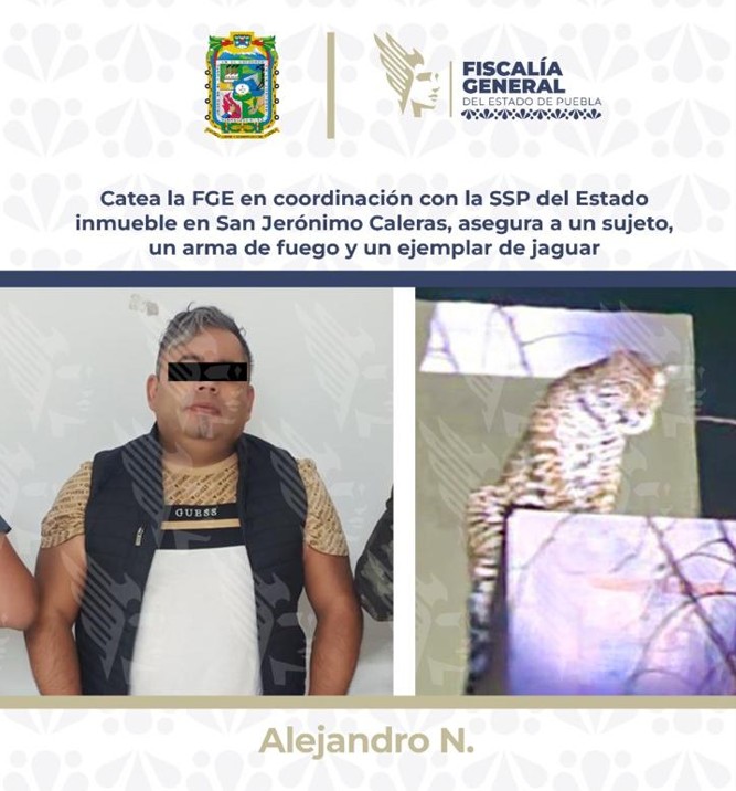 Detienen a hombre armado en Puebla y aseguran un jaguar en operativo