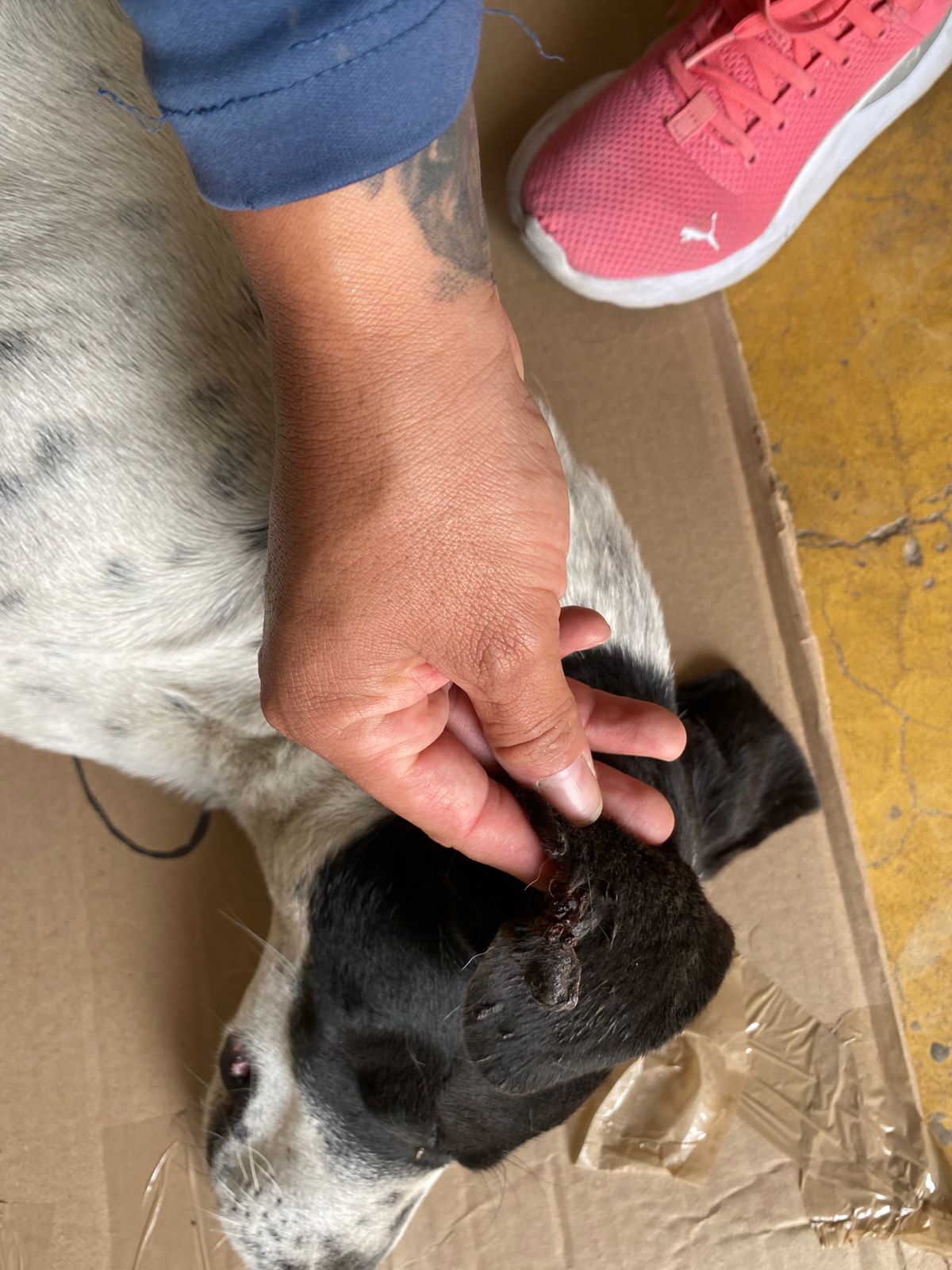 bienestar animal 24 7 cuautlancingo 2