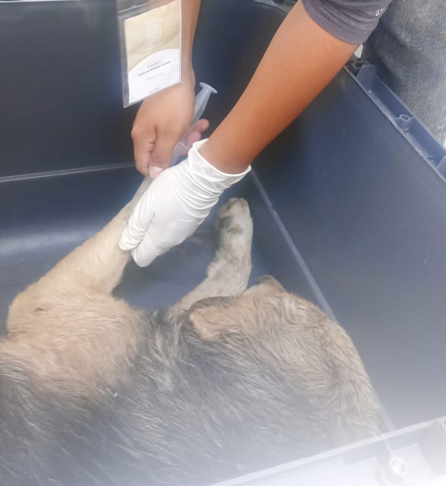 bienestar animal 24 7 cuautlancingo 6