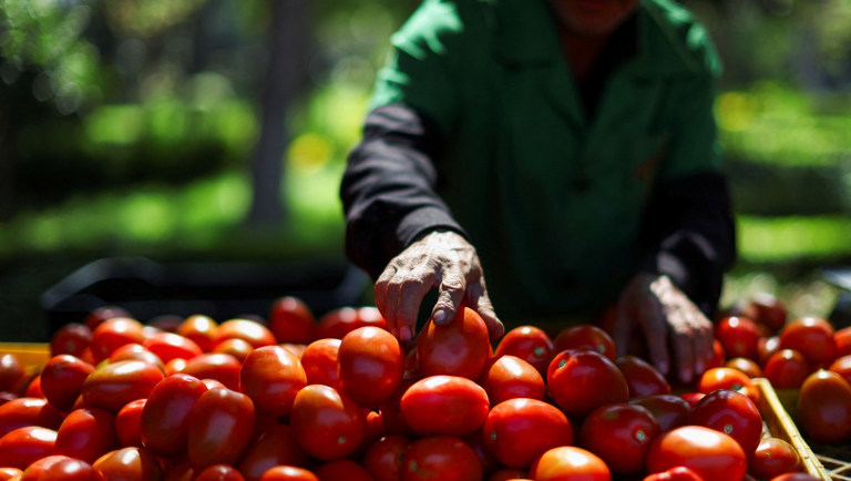 México fija precios mínimos al jitomate para enfrentar aranceles de EE.UU.