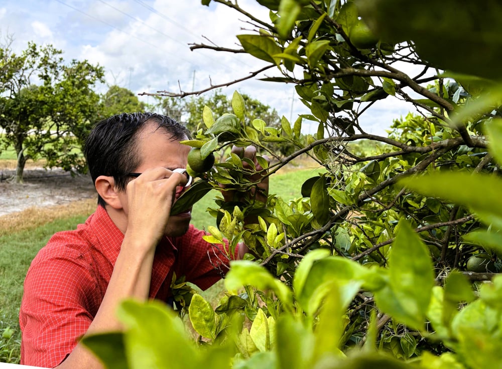 Nuevo agente de Extensión apoya a productores de cítricos en Florida