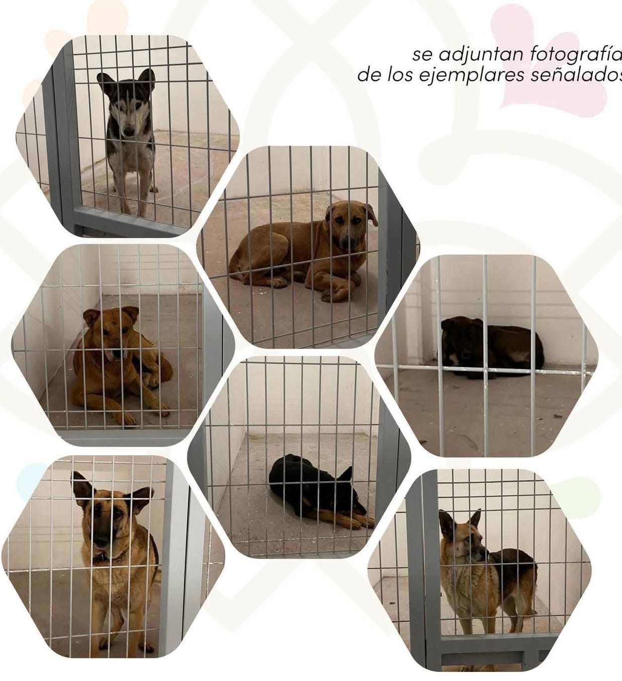 Propaet garantiza bienestar de 14 perros rescatados en Tlaxcala