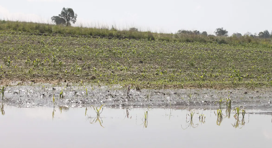 Exceso de lluvias afecta hasta 1,000 hectáreas de cultivos en Tlaxcala