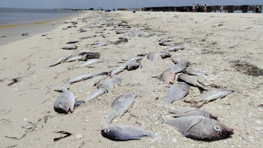Marea roja en Yucatán afecta pesca, turismo y economía local este agosto