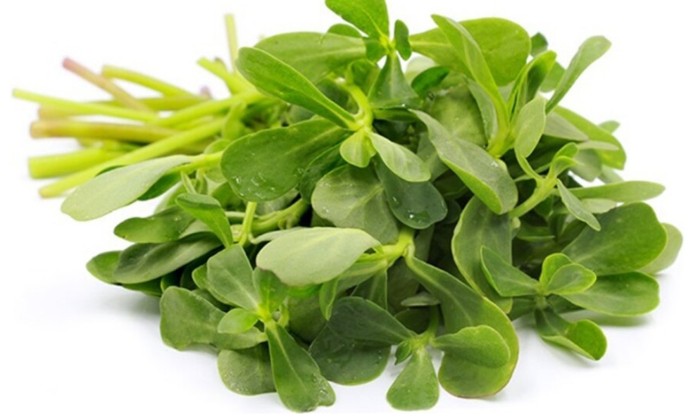 ¿Qué es la verdolaga y por qué es importante?