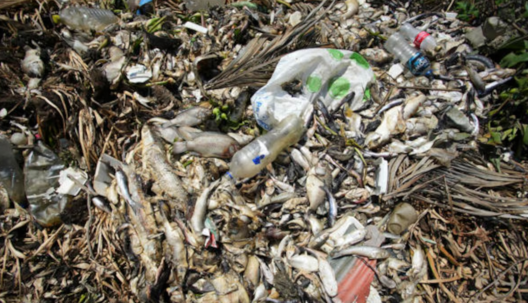 Crisis en Acapulco: mueren miles de peces en la Laguna de Tres Palos