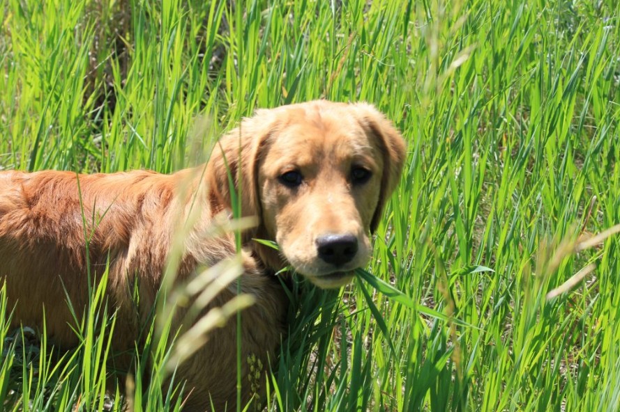 Por qué los perros comen pasto