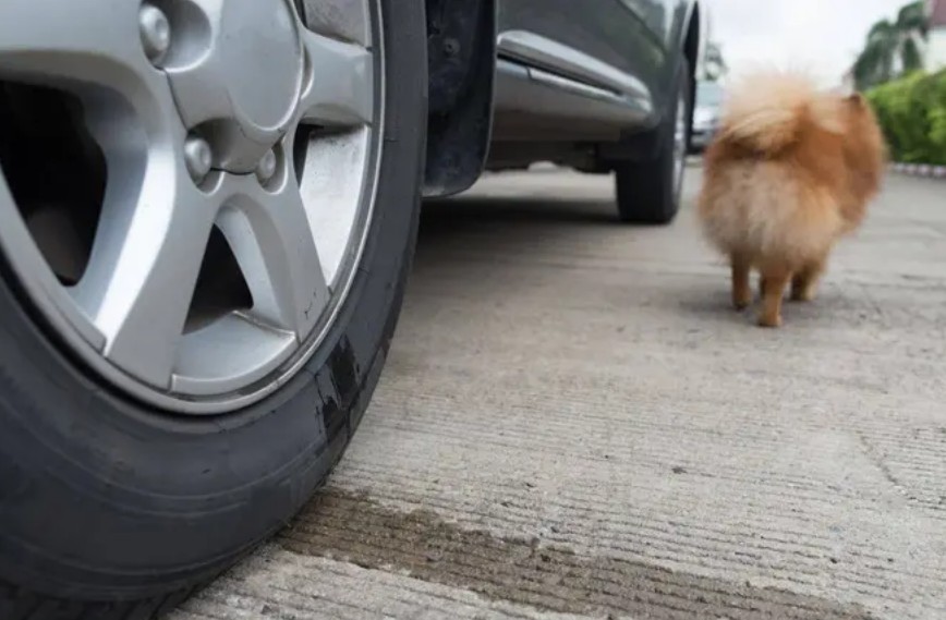 Por qué los perros orinan en llantas