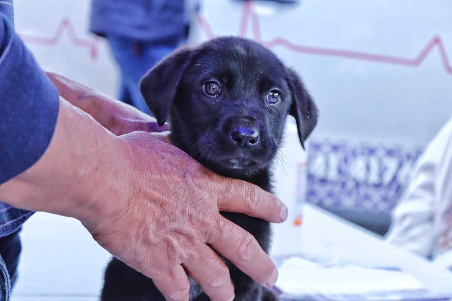 OCPA urge cambios en Bienestar Animal para atender omisiones y mejorar resultados
