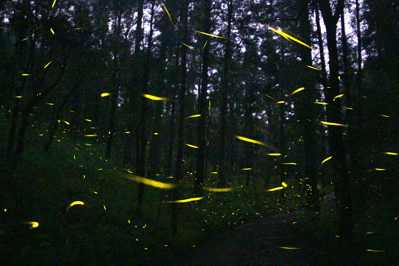 UNAM alerta sobre la disminución de luciérnagas y cómo protegerlas en Tlaxcala