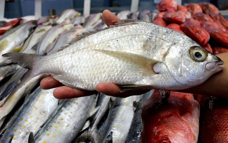 Decomisan más de 4 mil toneladas de producto pesquero ilegal