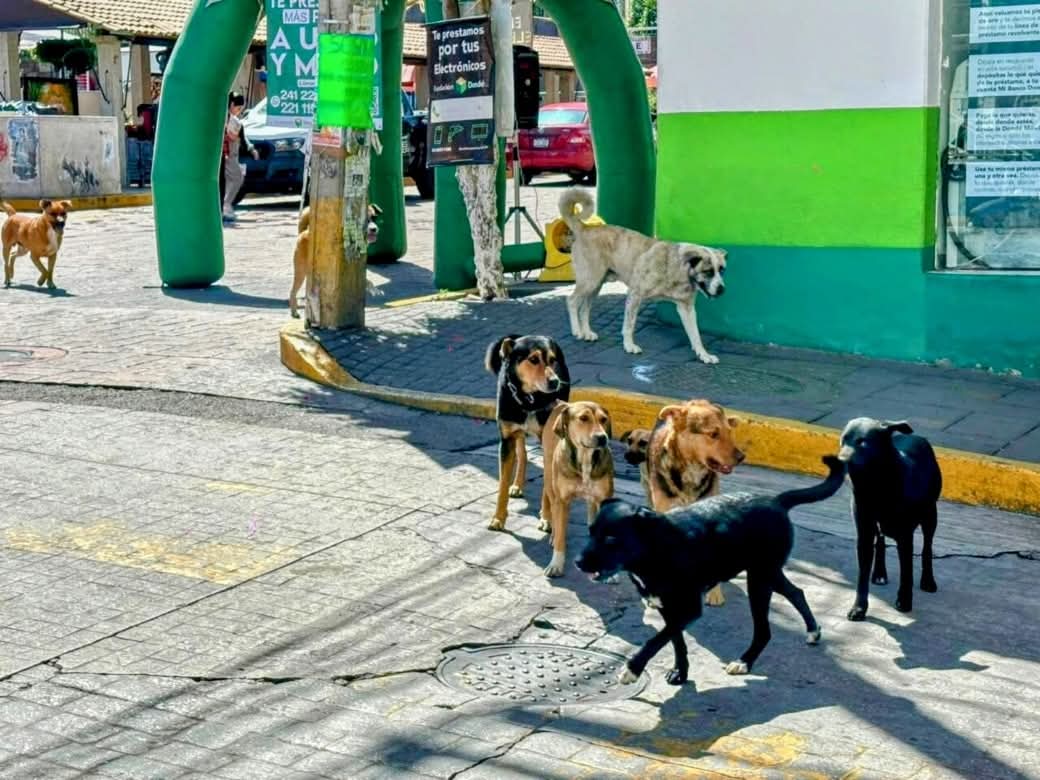 Exigen Acción Urgente: OCPA Respalda a Diputada ante maltrato animal en Tlaxcala