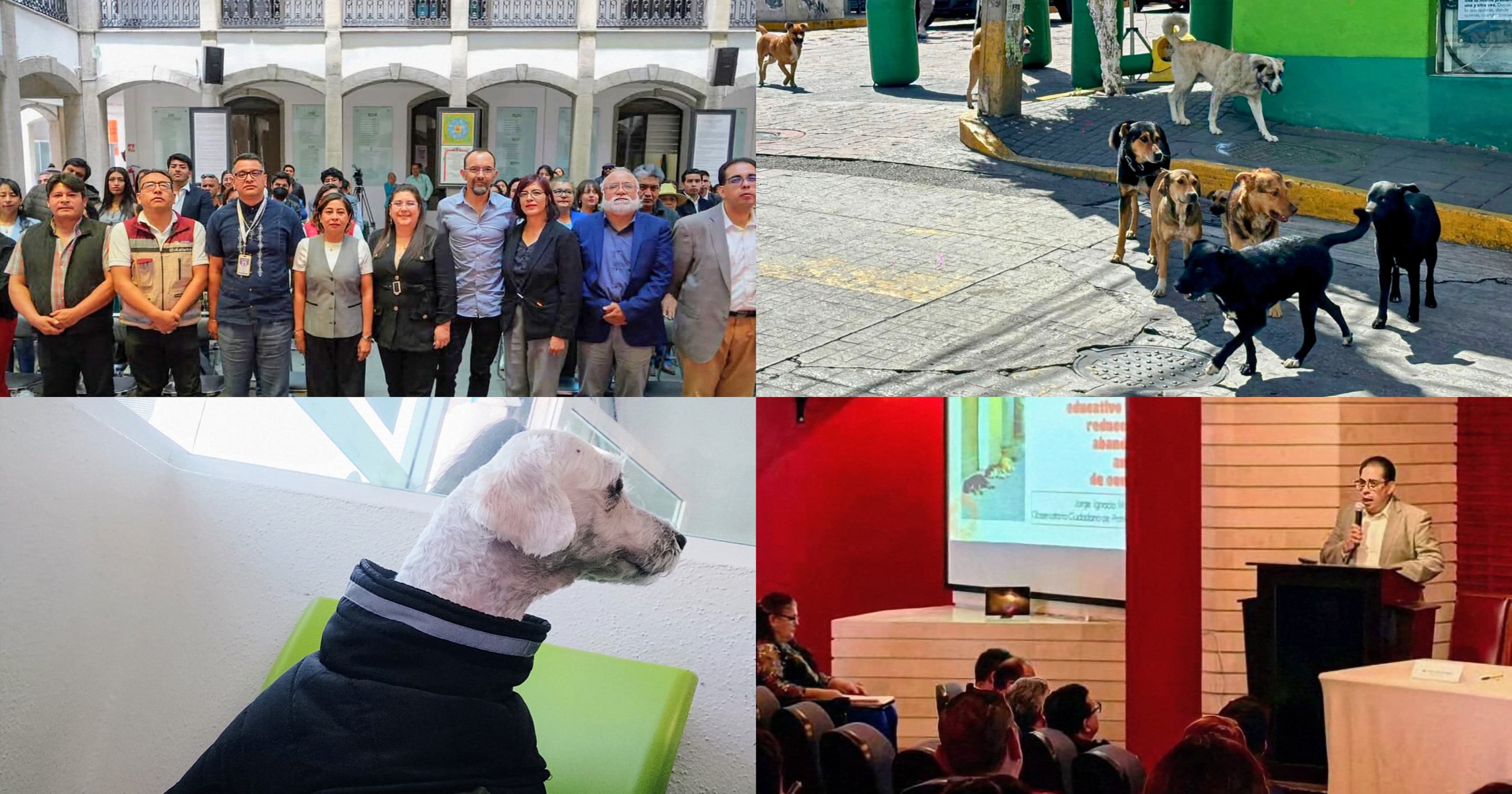 Persiste brecha entre leyes y realidad: OCPA presenta balance 2025 sobre protección animal en Tlaxcala