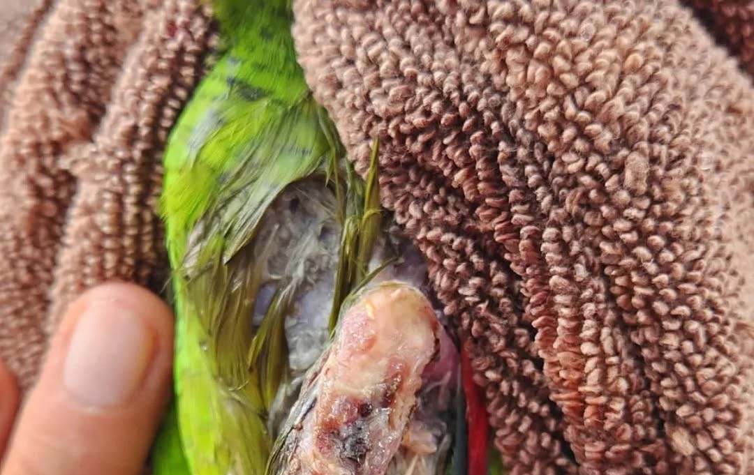 Denuncian muerte de dos loros por maltrato y cautiverio ilegal en Yucatán