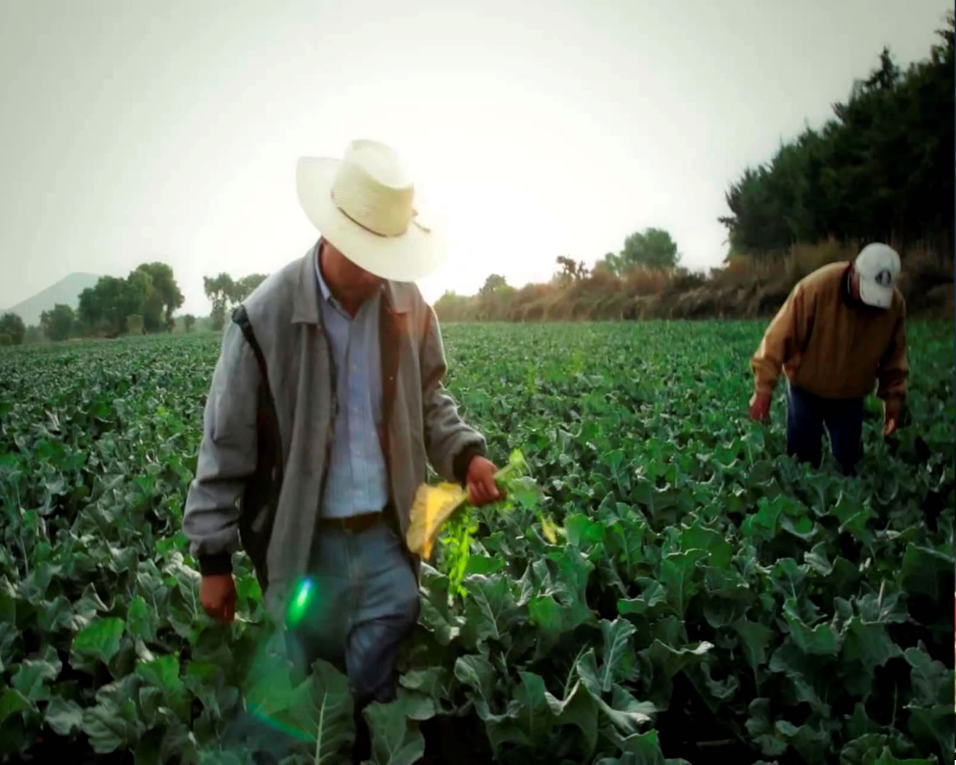 ¡Impulso al campo! Más de 2 millones de productores apoyados en 2025