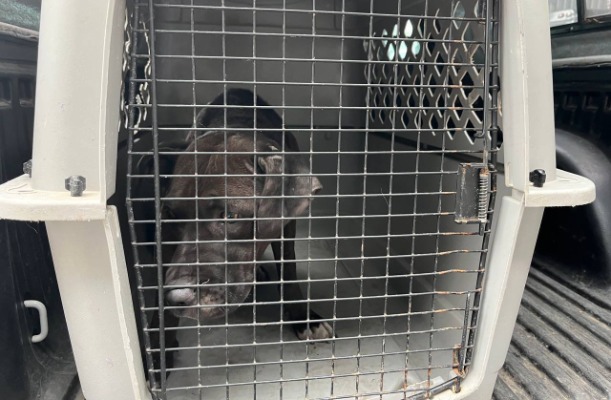 Gobierno de Puebla registra más de 10 mil denuncias por maltrato animal en menos de un año