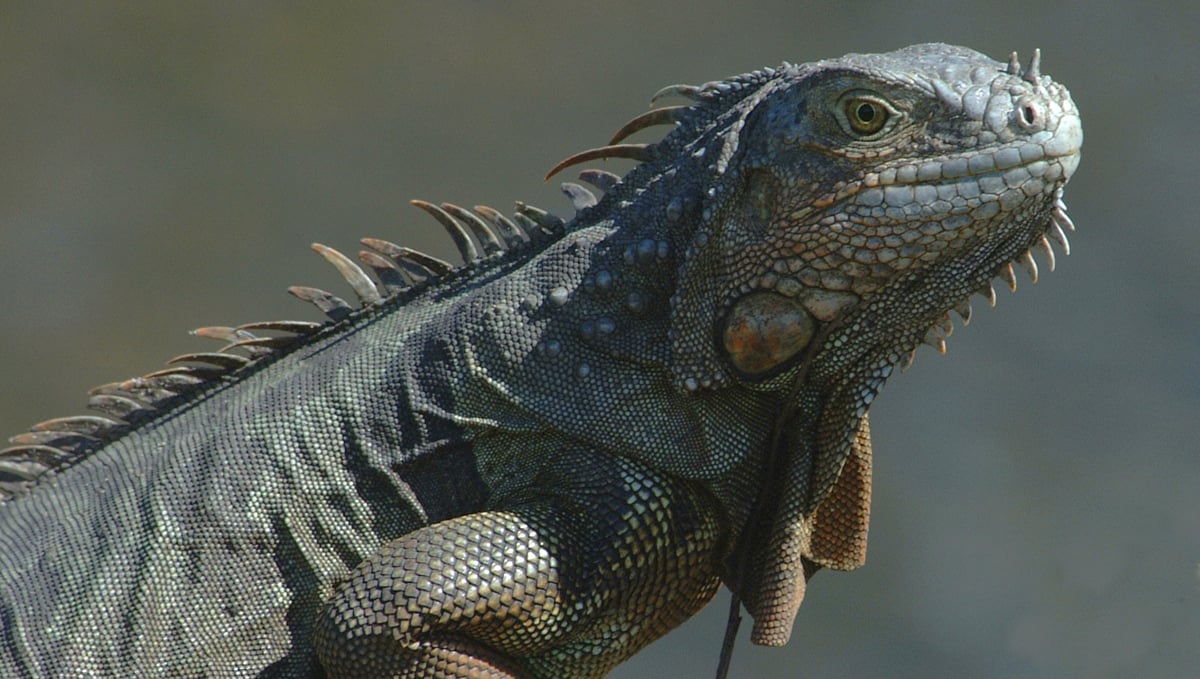 Iguanas por todos lados: por qué ahora aparecen más