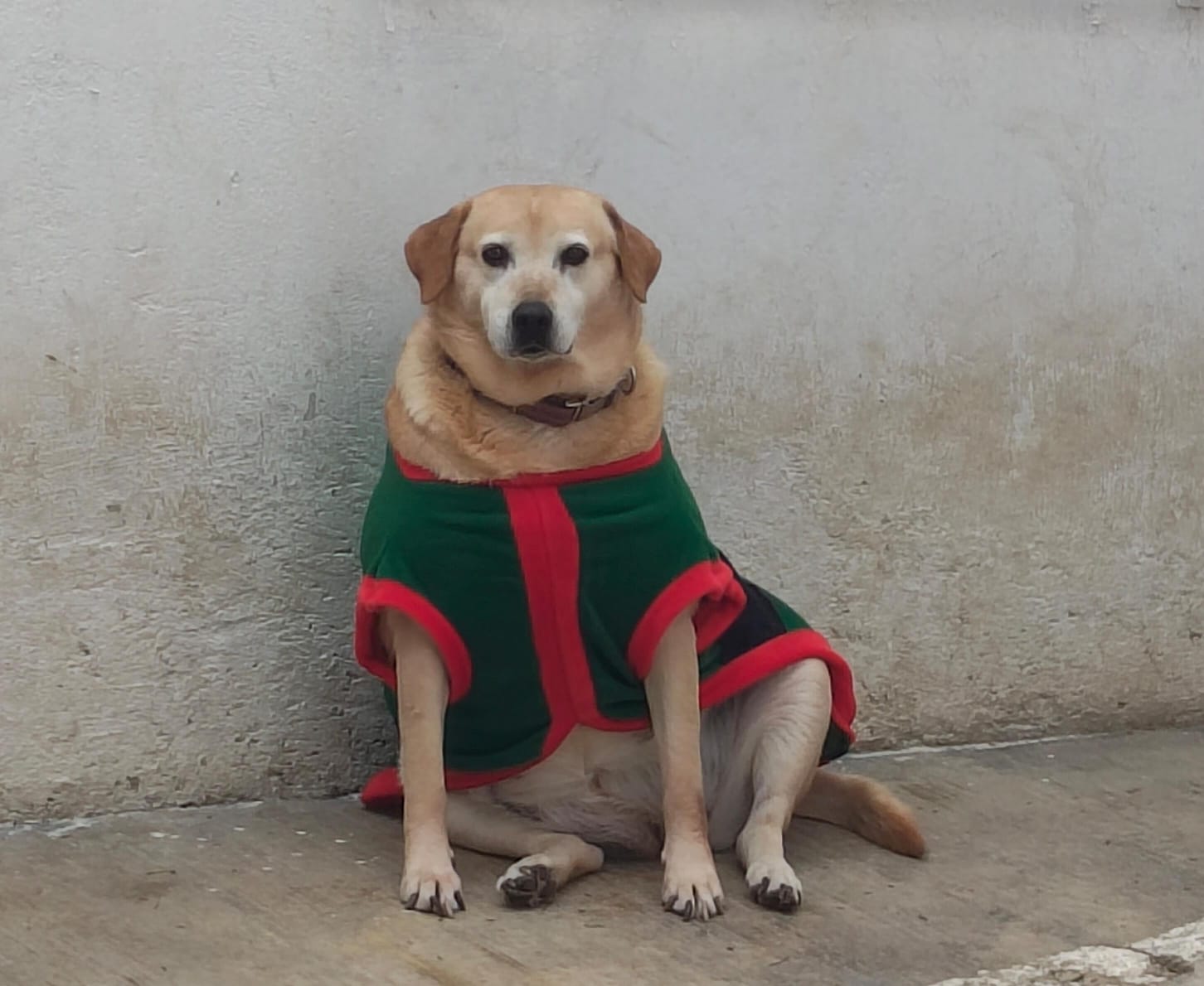 fge visita bienestar animal cuautlancingo 3