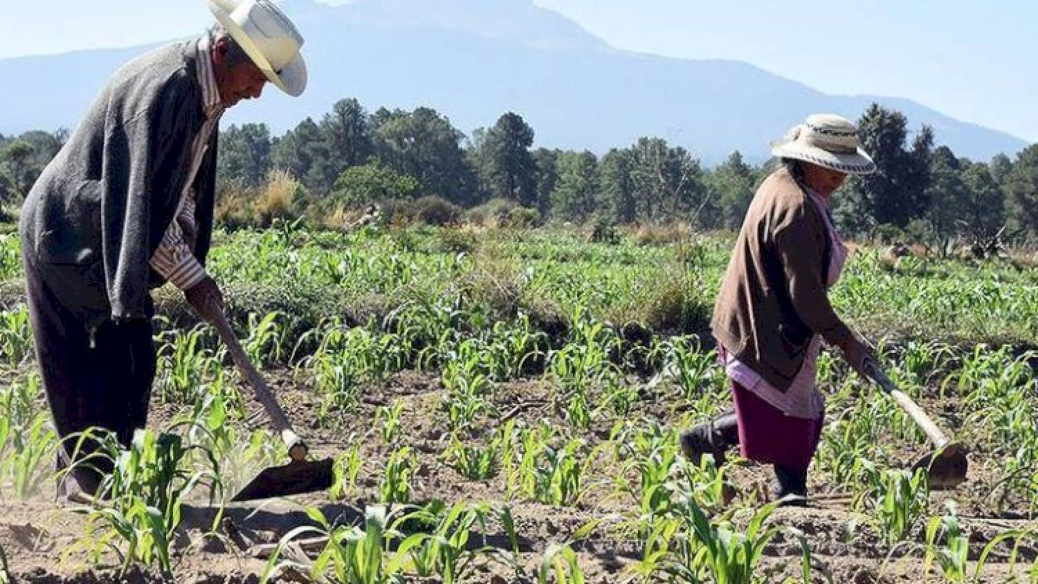 Presupuesto del campo se estanca en Tlaxcala: diputados desatan polémica