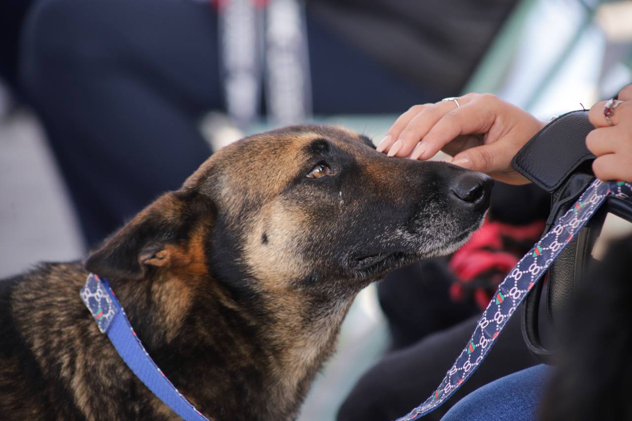 primera carrera canina 5