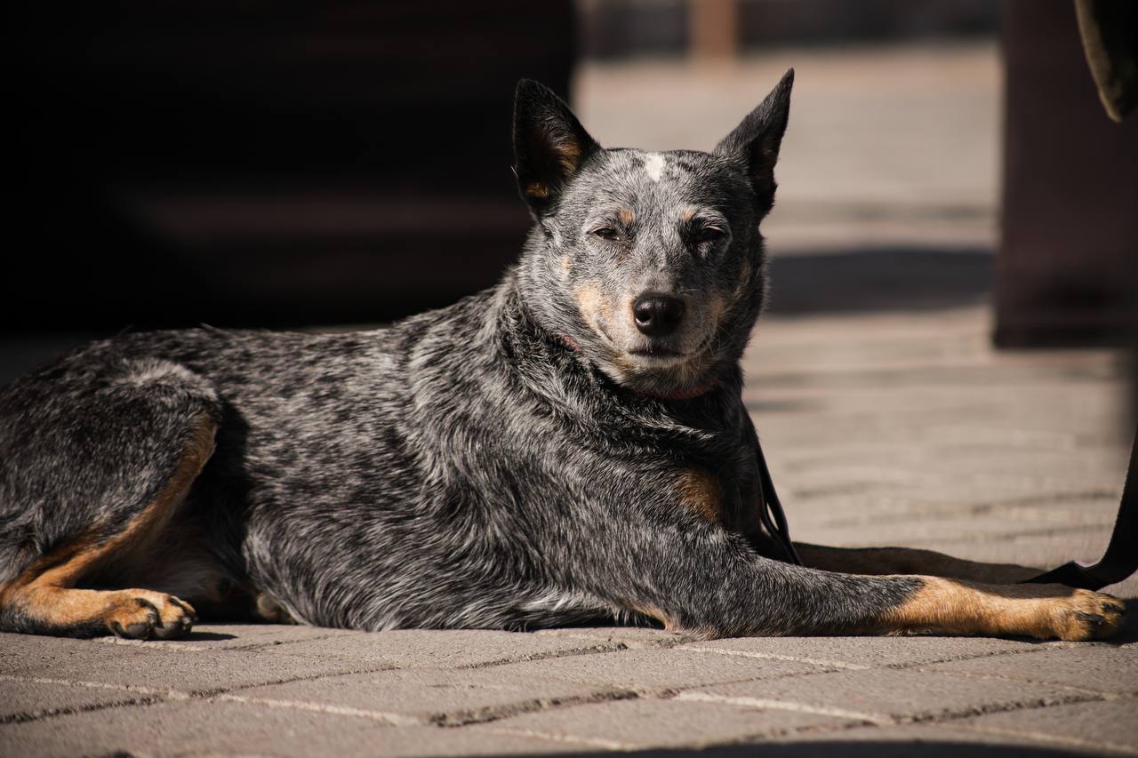 San Andrés Cholula invita a su Primera Carrera Canina