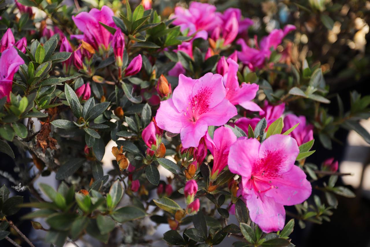 Promueve San Andrés Cholula la Sostenibilidad con la Donación de Árboles y Plantas