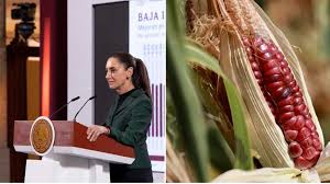 Claudia Sheinbaum propone prohibir el maíz transgénico para proteger maíces nativos