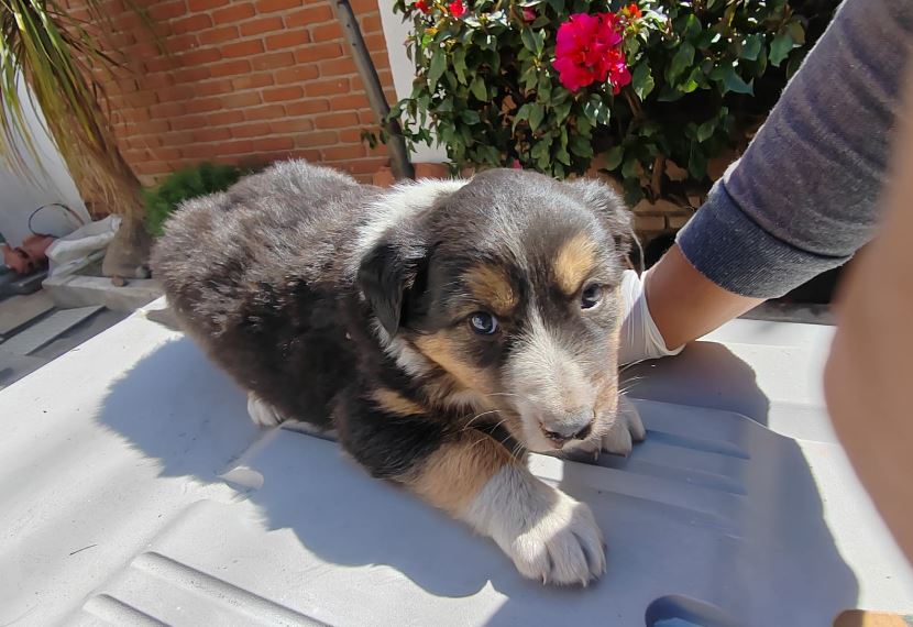 Puebla combate el maltrato animal con políticas de cero tolerancia
