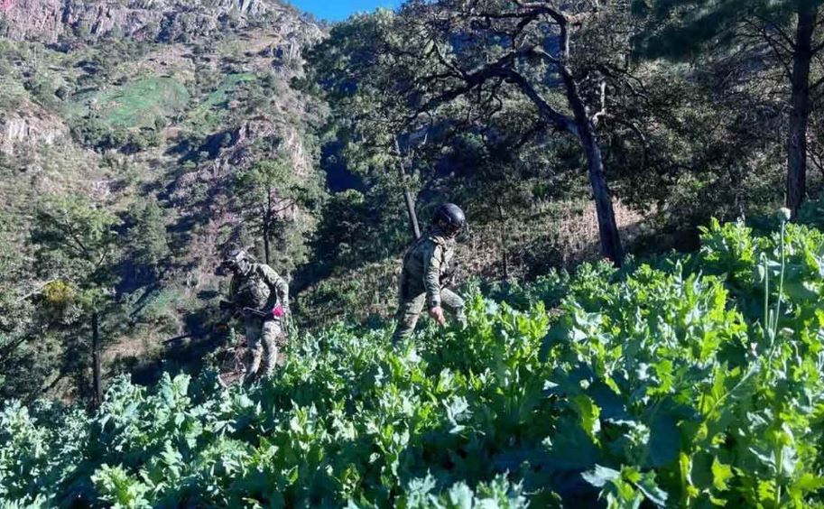 Marina erradica plantíos de amapola en Nayarit: más de 2 millones de matas destruidas