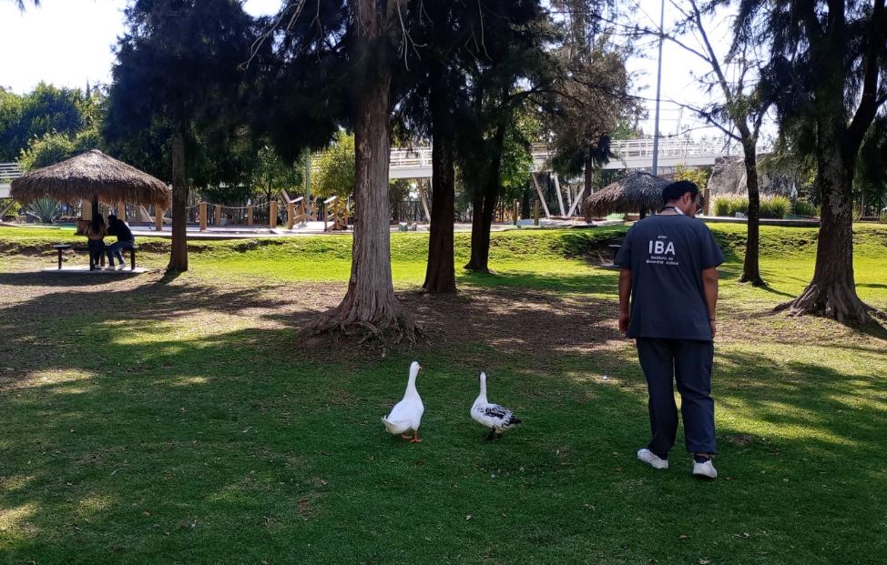 Revisión médica confirma buena salud de fauna en Puebla